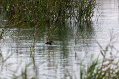 Ducks swimming in lake