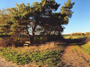 Trees on field against sky