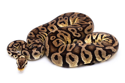 Close-up of a lizard on white background