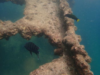 Fish swimming in sea