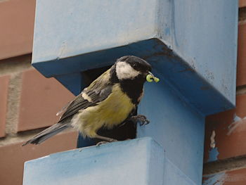 Close-up of bird perching on a building