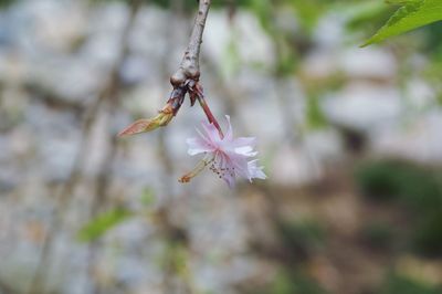 Close-up of flower on tree