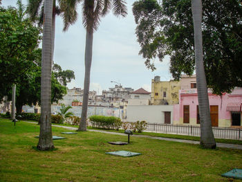 Trees and plants in lawn against building