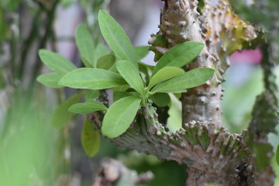 Close-up of fresh green leaves on tree trunk