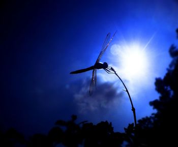 Low angle view of silhouette insect against blue sky