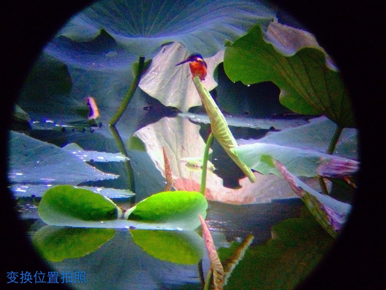 樱花湖之翠鸟