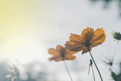 Close-up of flowering plant against sky