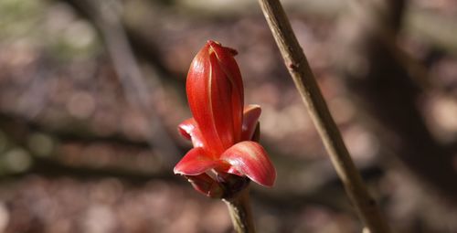 Close-up of red flower
