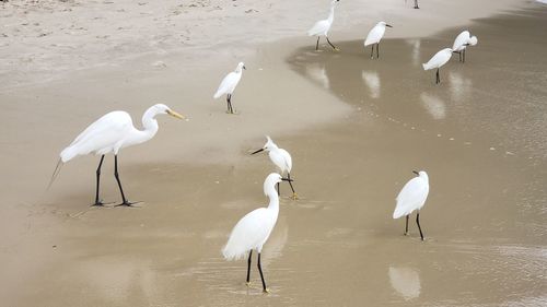 High angle view of seagulls on beach