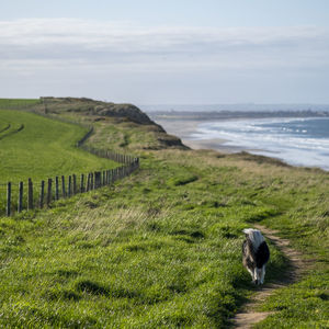 View of a dog on beach