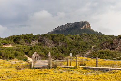 Spring flower field on beach cala mesquida with woorden footbridge leading to mountains