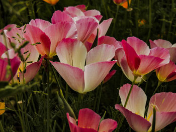 Close up/macro of pink and yellow poppy fields