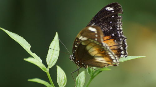 Close-up of butterfly on leaf