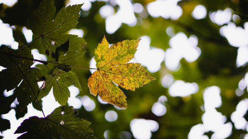 Close-up of autumnal leaves on tree