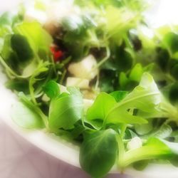 Close-up of chopped green leaves