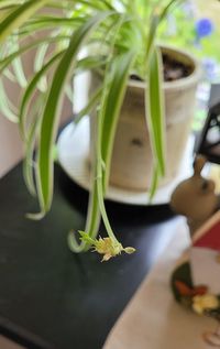 High angle view of potted plant on table