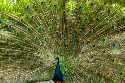 Close-up of peacock feathers