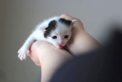 Close-up of hand holding white cat