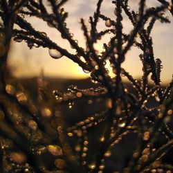 Close-up of tree against sky at sunset