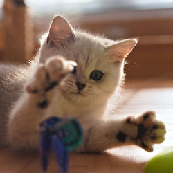 Close-up portrait of a cat