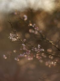 Close-up of cherry blossoms in spring