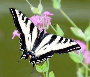 Close-up of butterfly pollinating on purple flower