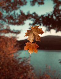 Close-up of maple leaf on tree during autumn