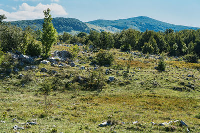 Scenic view of field against sky