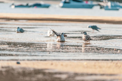 View of birds on beach