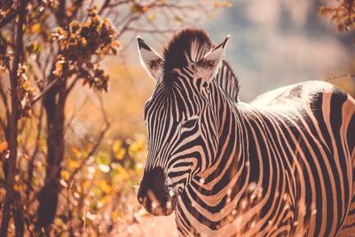 Close-up of zebra standing in forest