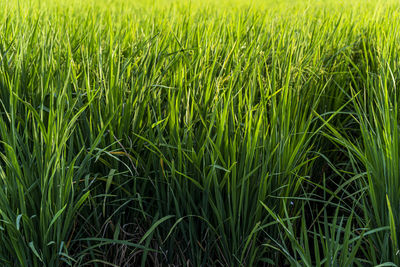 Full frame shot of crops on field