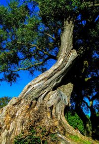 Low angle view of tree trunk