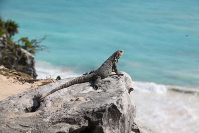 View of driftwood on rock at beach