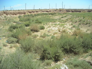 Cactus growing on field against sky