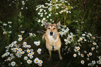 Portrait of a dog against plants