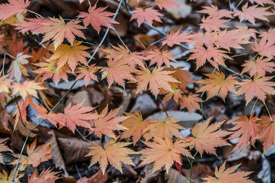 Close-up of maple leaves on tree