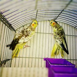 Close-up of parrot perching in cage