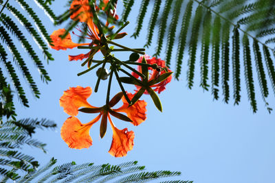 Low angle view of maple leaves on plant against sky