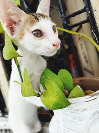 Close-up of a cat