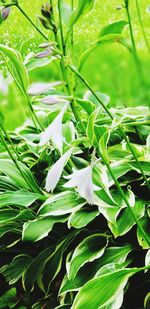 Full frame shot of white flowering plant