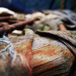 Close-up of lizard on fabric