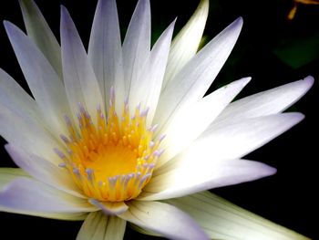 Close-up of white flower