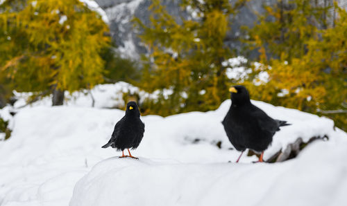 Two black birds, alpine choughs standing on snow in mountains in winter