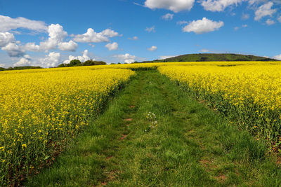 Scenic view of oilseed rape field against sky