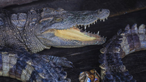 Close-up of a crocodile 