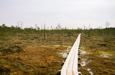 A wooden footpath in an early spring swamp