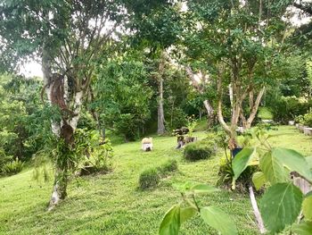 Scenic view of trees on field