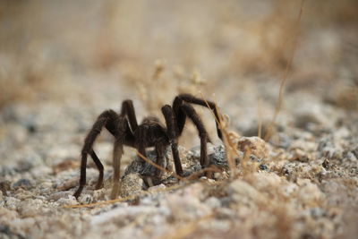 Close-up of spider on sand