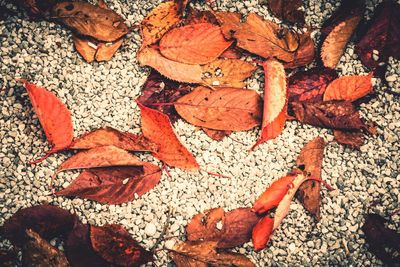 Close-up of maple leaves