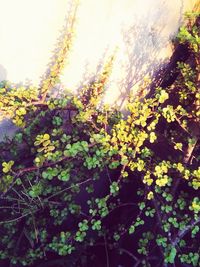 Close-up of flowering plant